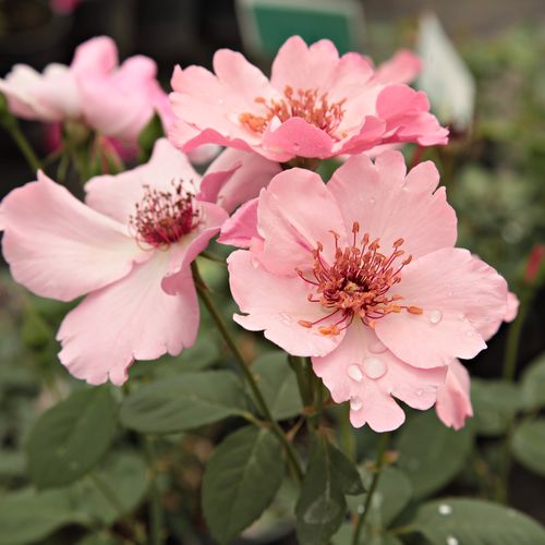 Shop - Rosa Dainty Bess - rosa - tee rosen - diskret duftend - Wm. E. B. Archer & Daughter - Diese Edelrose mit ihren einfachen, blassrosa Blüten ist eine ungewöhnliche Erscheinung. Die einfachen Blütensorten sind gut für die Randbeete der jährlich blühen